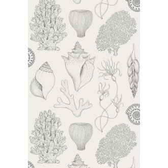 SOLD OUT - Off-white - Shells Wallpaper - Katie Scott