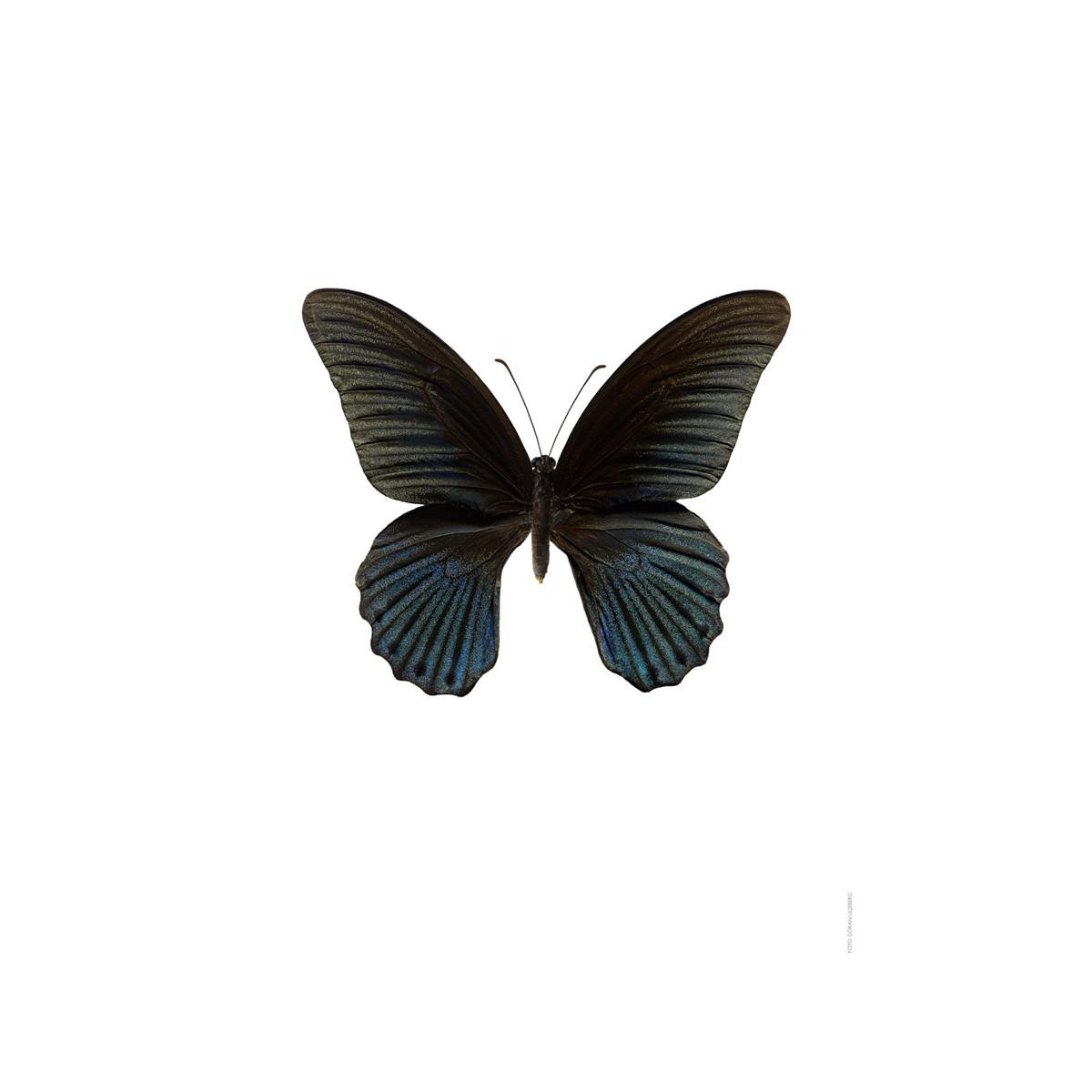 Papilio memnon, mâle