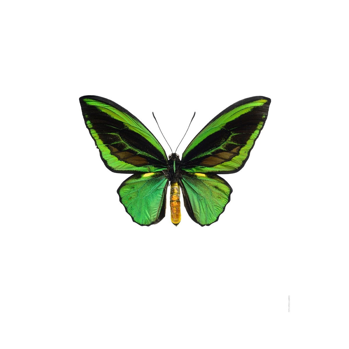 Ornithoptera priamus, vert