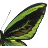 Ornithoptera priamus, vert