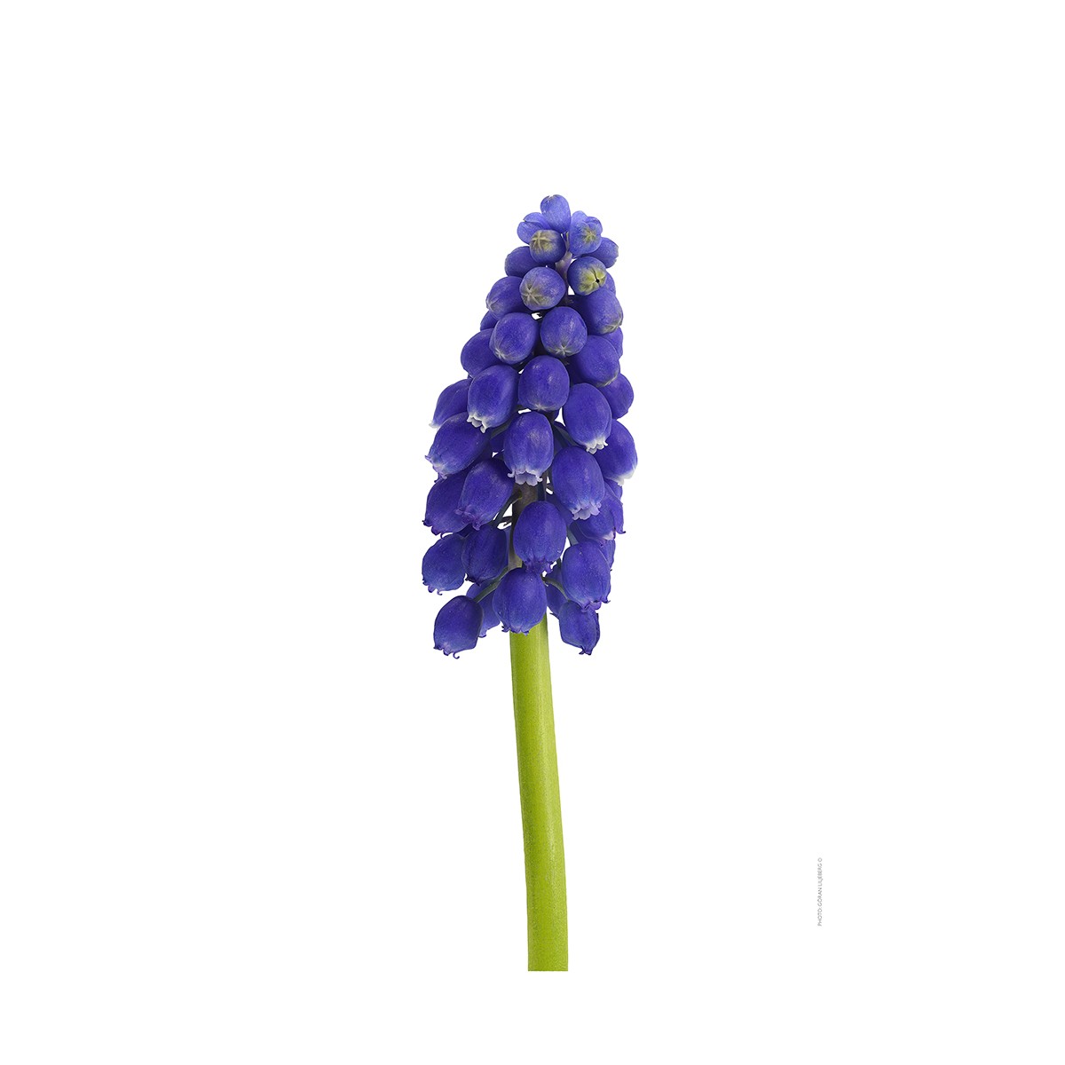 Hyacinth (Muscari botryoides)