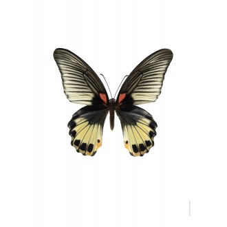 Papilio memnon, female