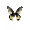 Papilio memnon, femelle