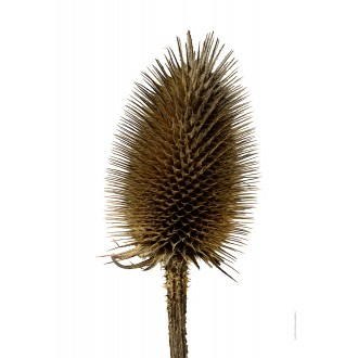 Wild teasel, withered...