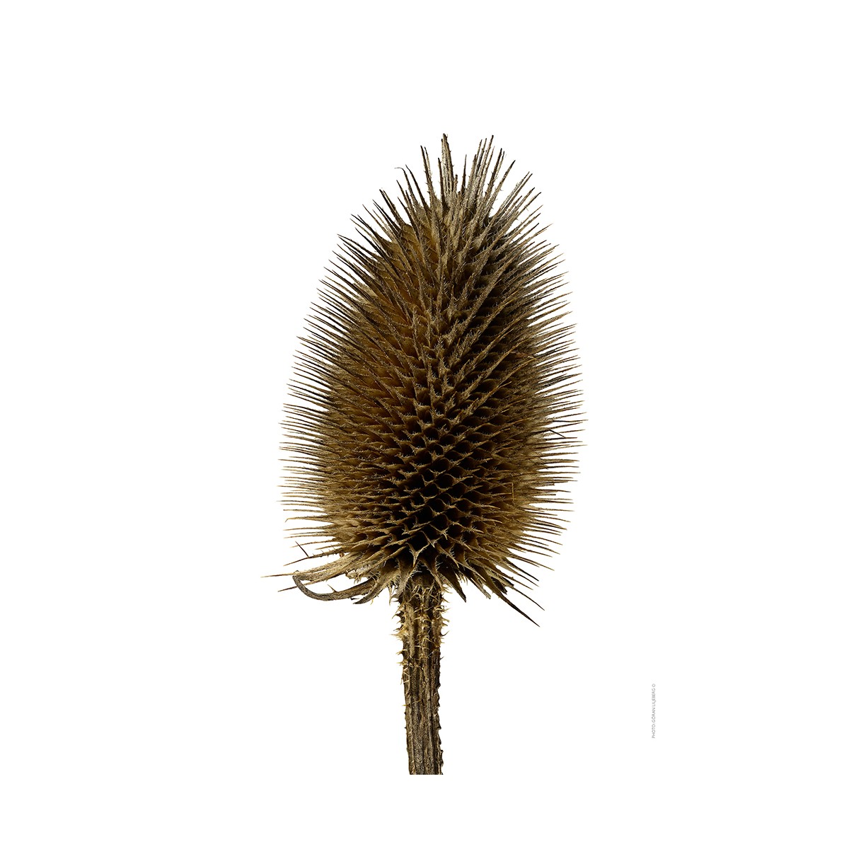 Wild teasel, withered (Dipsacus fullonum)
