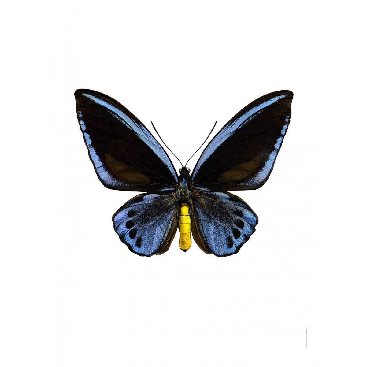 Ornithoptera priamus, bleu