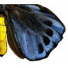 Ornithoptera priamus, blue
