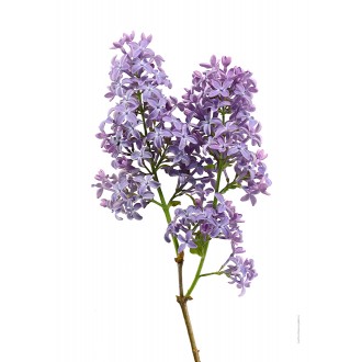 Lilac, flowers